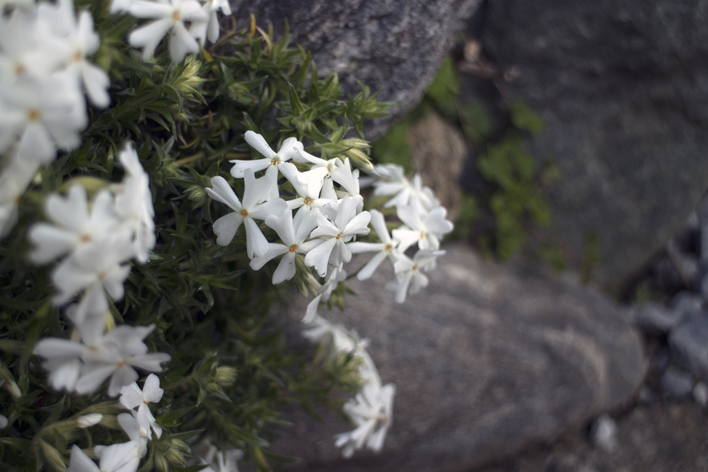 Spring of the roadside 06