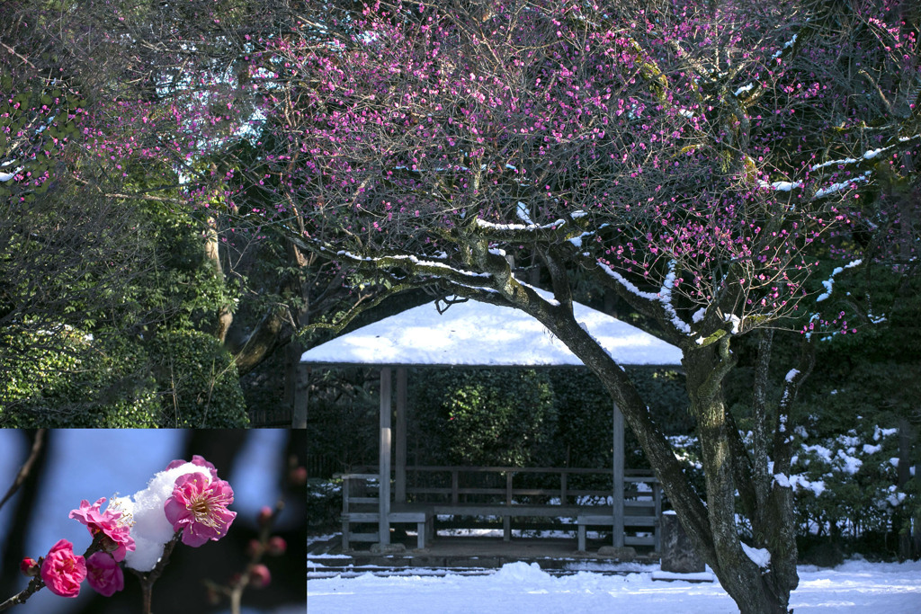 寒紅梅と雪景色 01