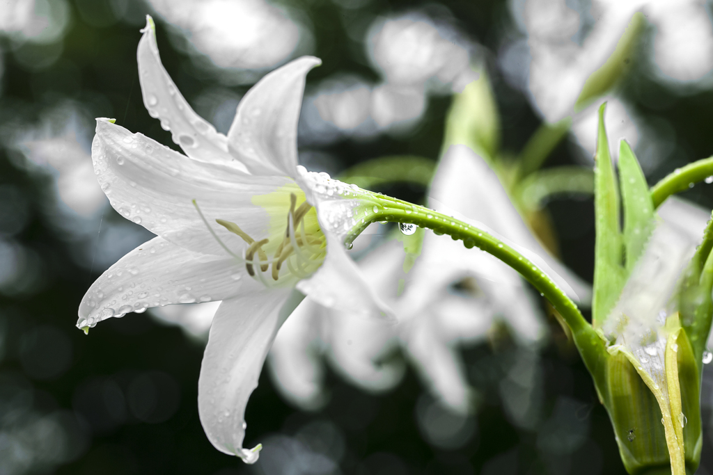 雨彩花 01