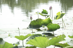 夏色の花 04
