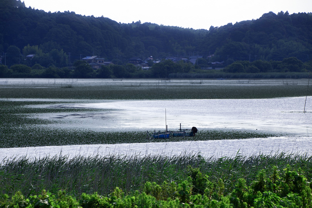 印旛沼 01