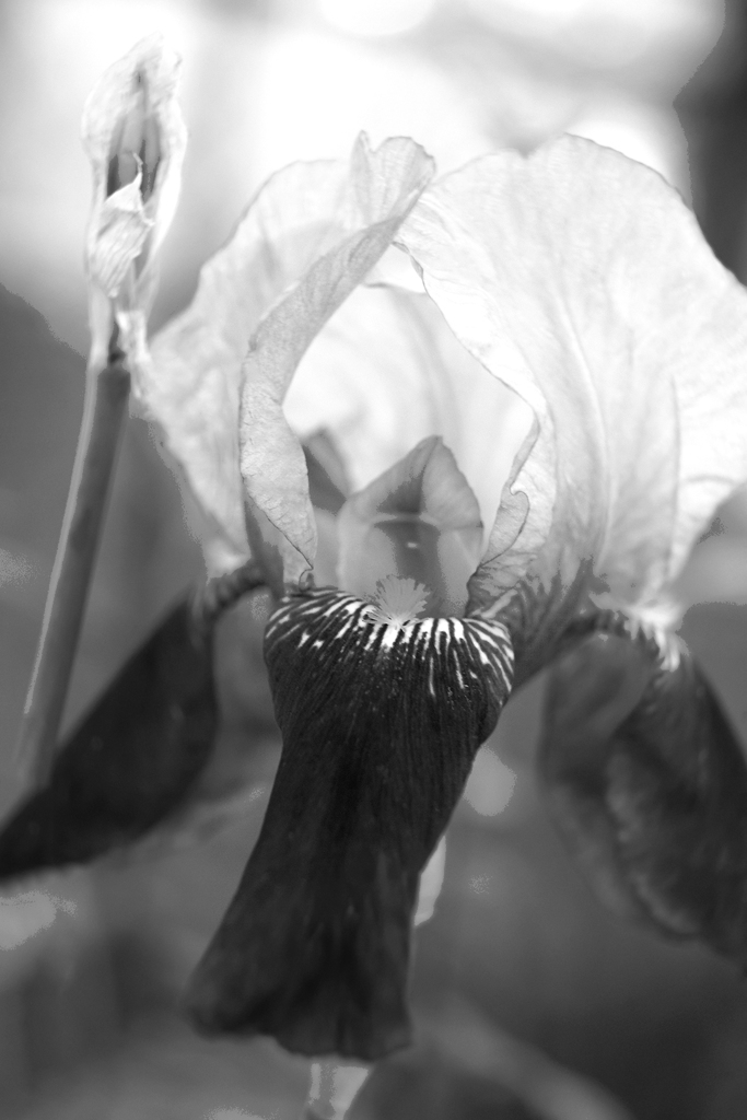 Monochrome flower 02