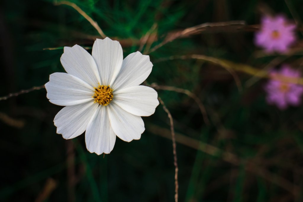 残り花 01
