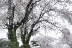 花も凍てつく春の雪 01