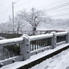 お正月の大雪 02