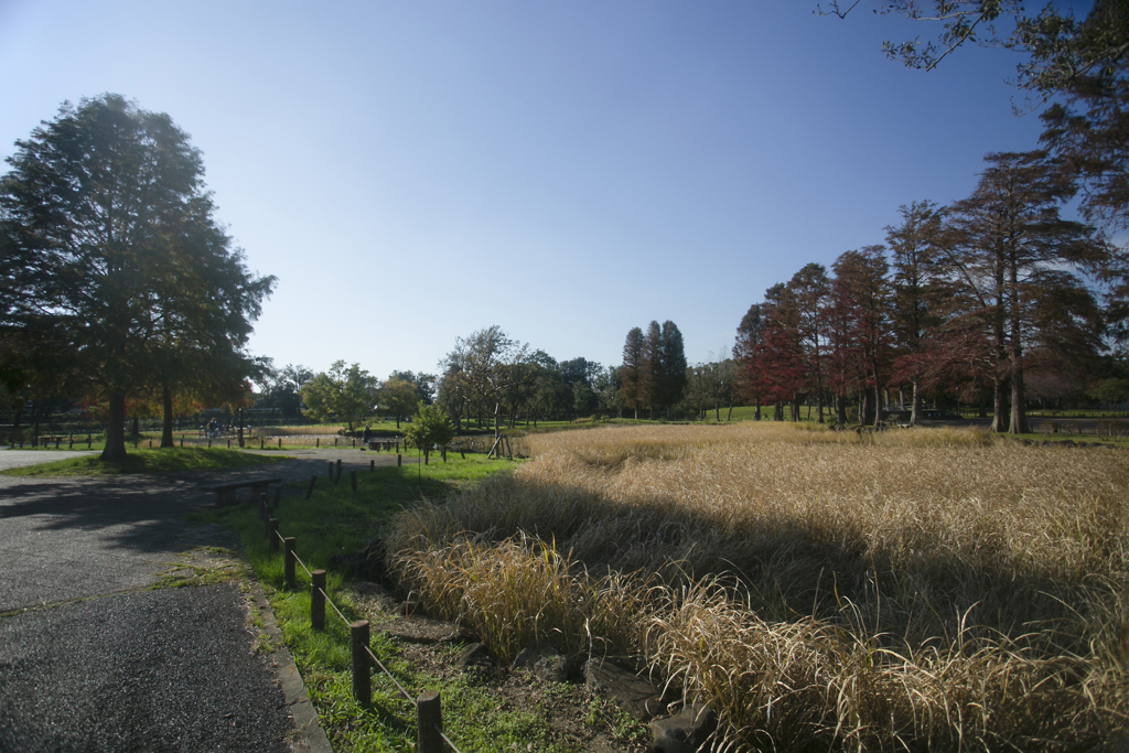水元公園秋景色 05