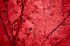 秋のメモリー  06