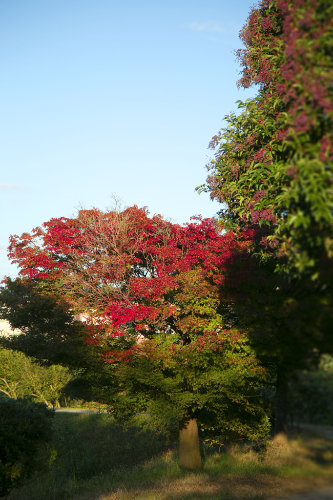 秋の散歩道 07