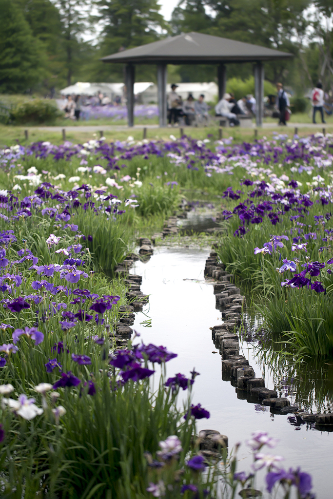 花菖蒲祭り 07