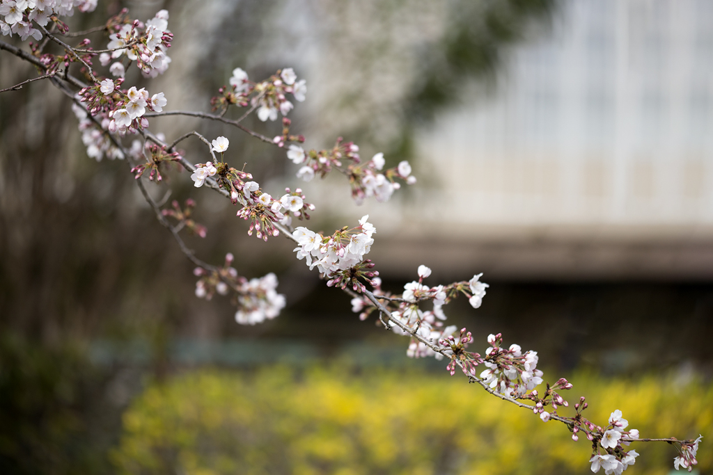 花便り 02