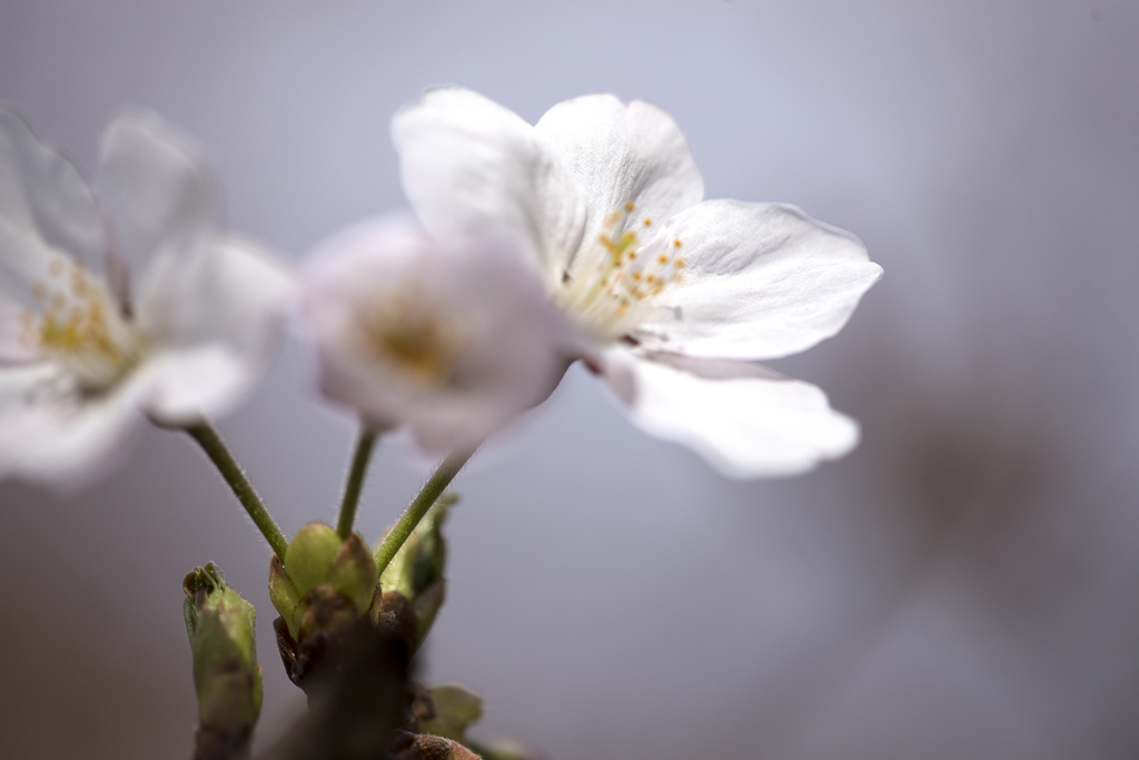 花便り 01