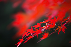 秋のメモリー 03