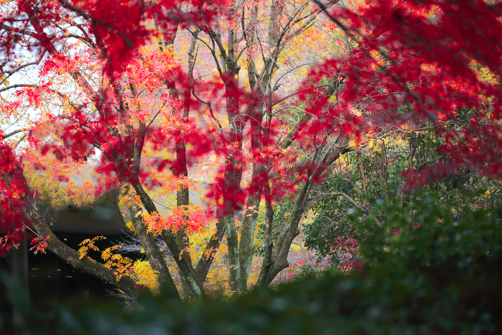 晩秋の彩（大宮公園） 09