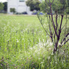 雑草と呼ばれて 01