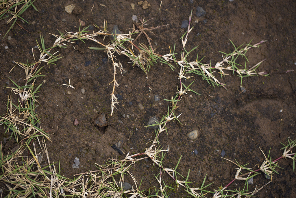 Grass is an artist