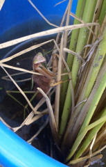 バケツ稲のカマキリ