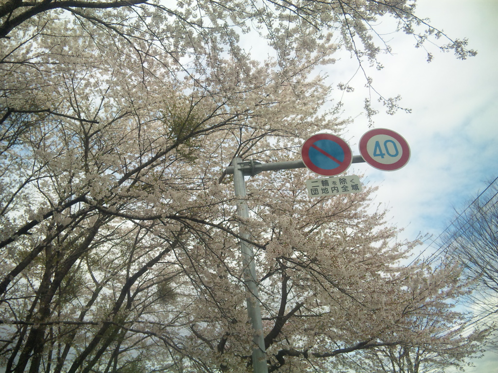 2009桜満開