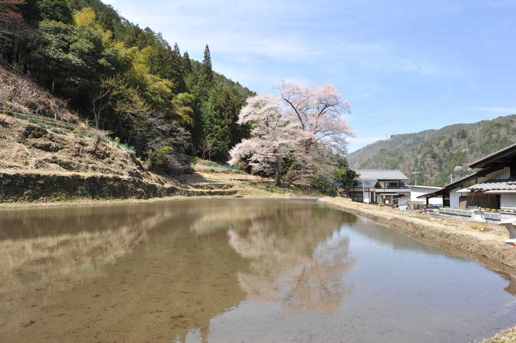 苗代桜