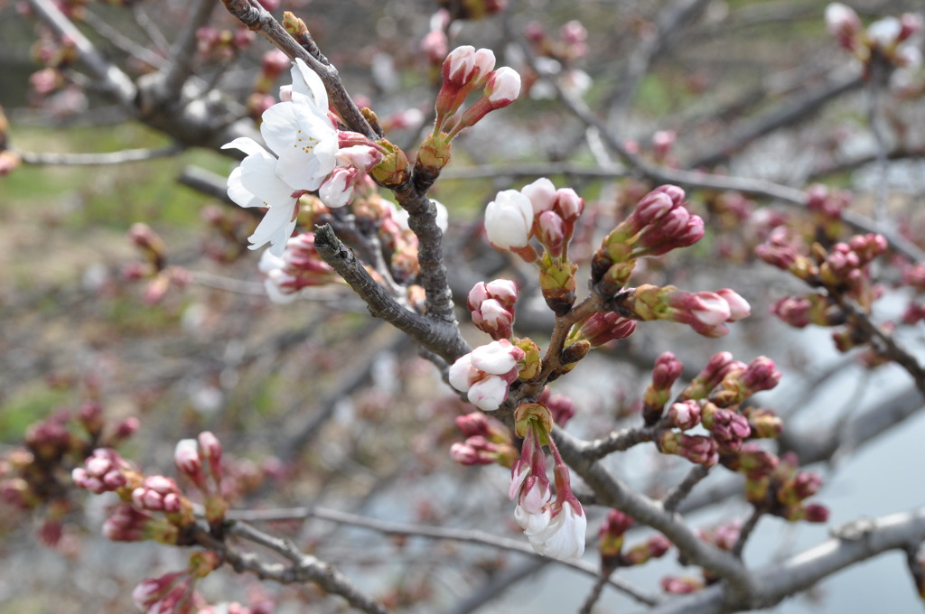 桜