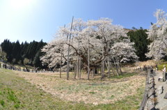 淡墨桜