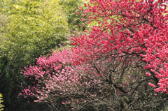 桃の花
