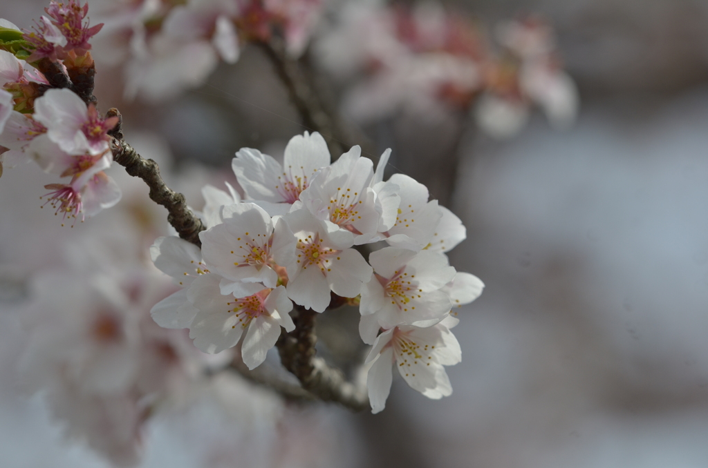 桜花