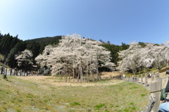 淡墨桜
