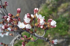 桜