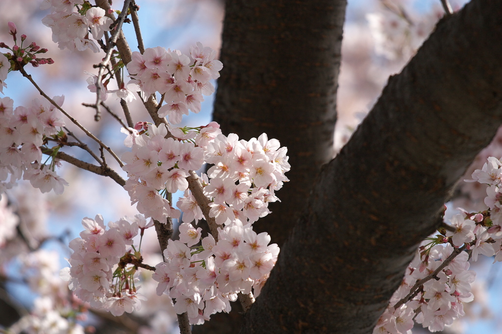 SAKURA