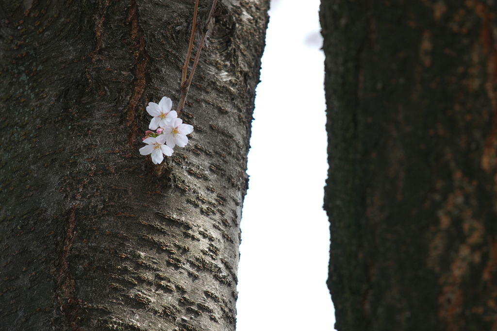 SAKURA2