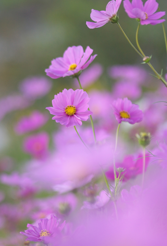 秋桜日和　4