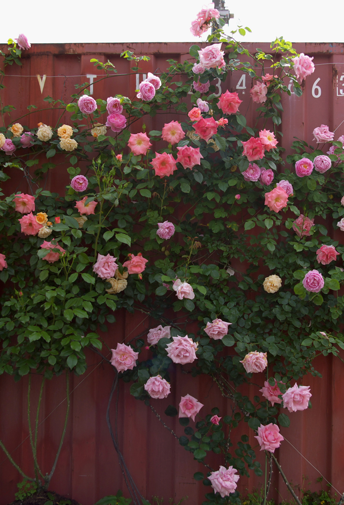 コンテナと薔薇