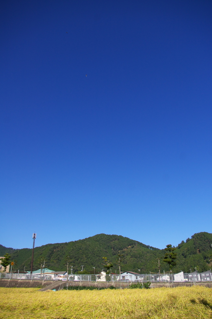 September Blue