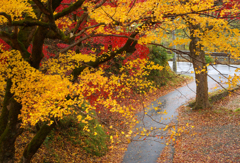 雨の晩秋