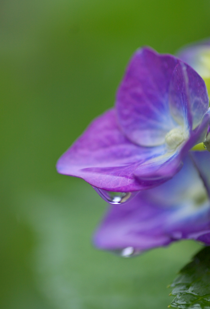 紫の雨