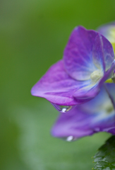 紫の雨