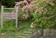 犬と桃色の花