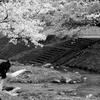 花吹雪