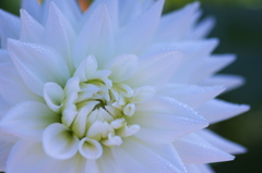 Dahlia