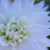 Dahlia