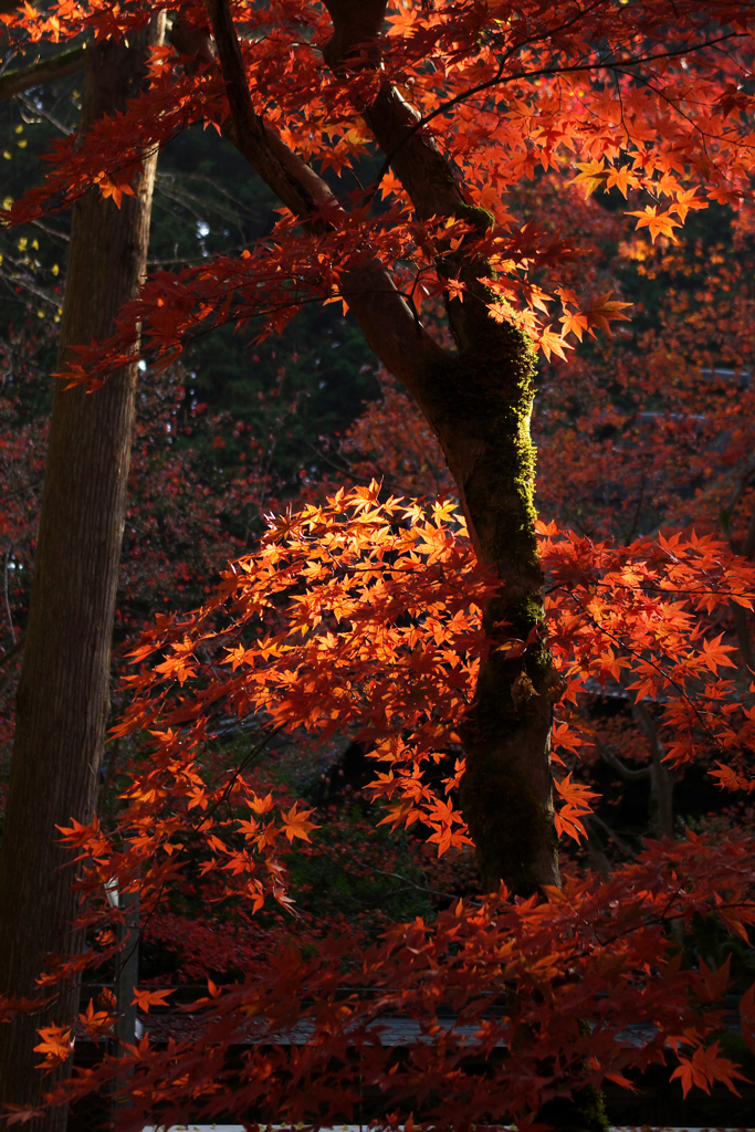 養父神社紅葉　2013