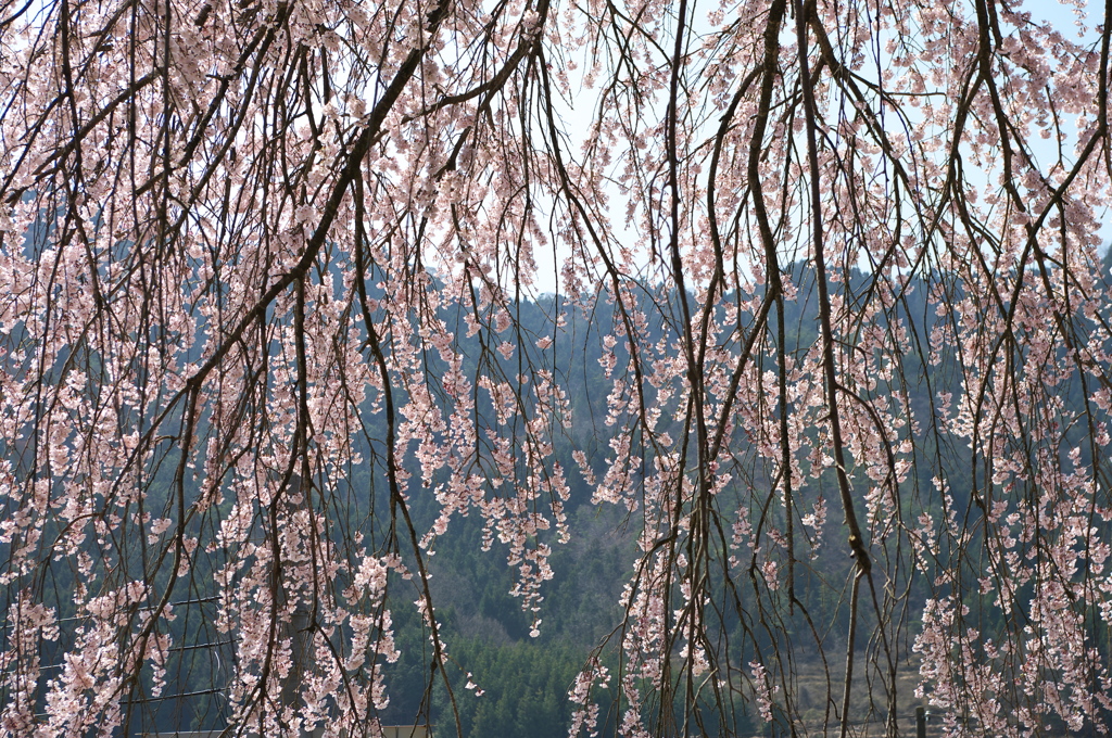 花のれん