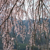 花のれん
