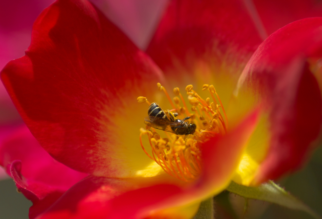 honey bee