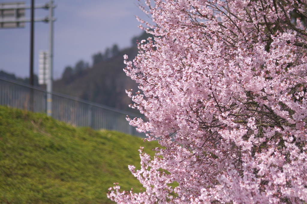 桜の時