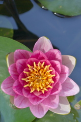 天上の花