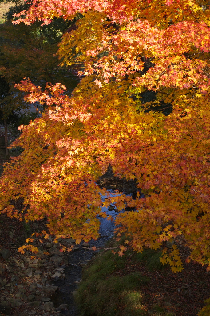 養父神社紅葉2014