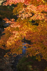 養父神社紅葉2014