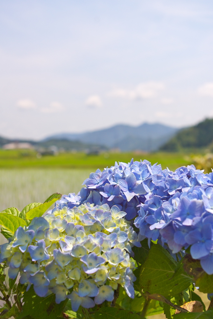 中休み