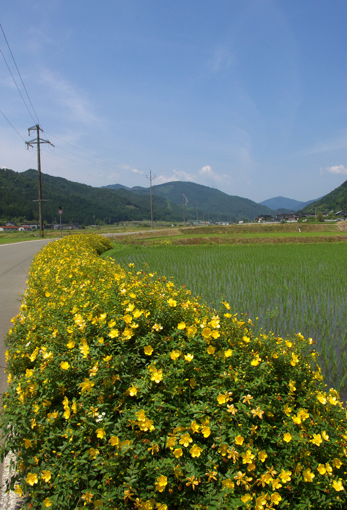 金糸梅の咲く道を